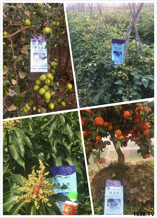 Ӣ���W�ʩ�طN�������޹�˾