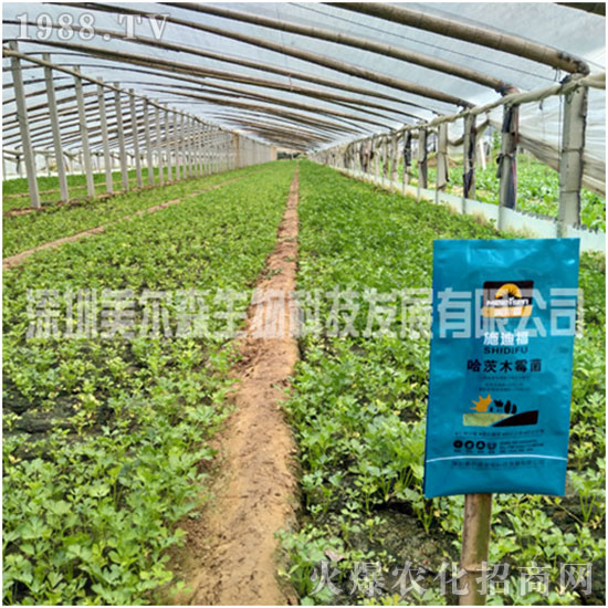 【美爾森生物】主大吉在新的一年里身體健康!心想事成!萬事如意!