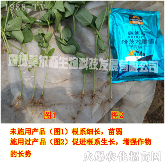 【美爾森生物】主大吉在新的一年里身體健康!心想事成!萬事如意!