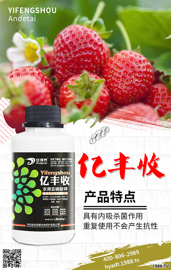 香菜如何施肥產(chǎn)量更高？秋茬香蔥高產(chǎn)施肥方案