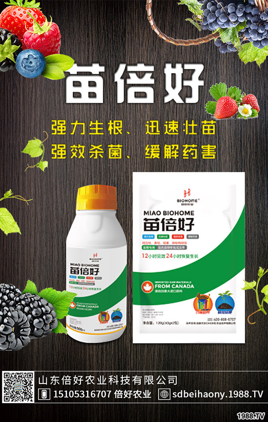 生姜什么時(shí)候種植，生姜什么時(shí)候采收？