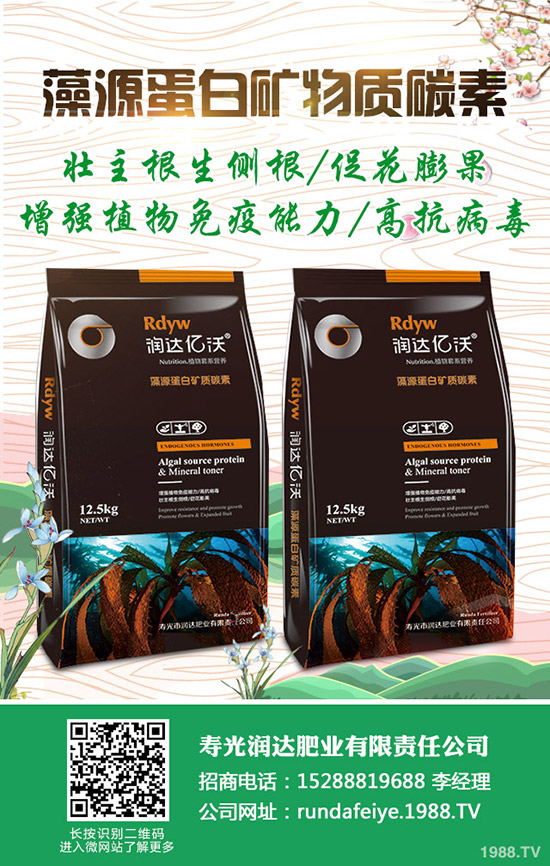 卷心菜怎么做種植？卷心菜種植技術(shù)