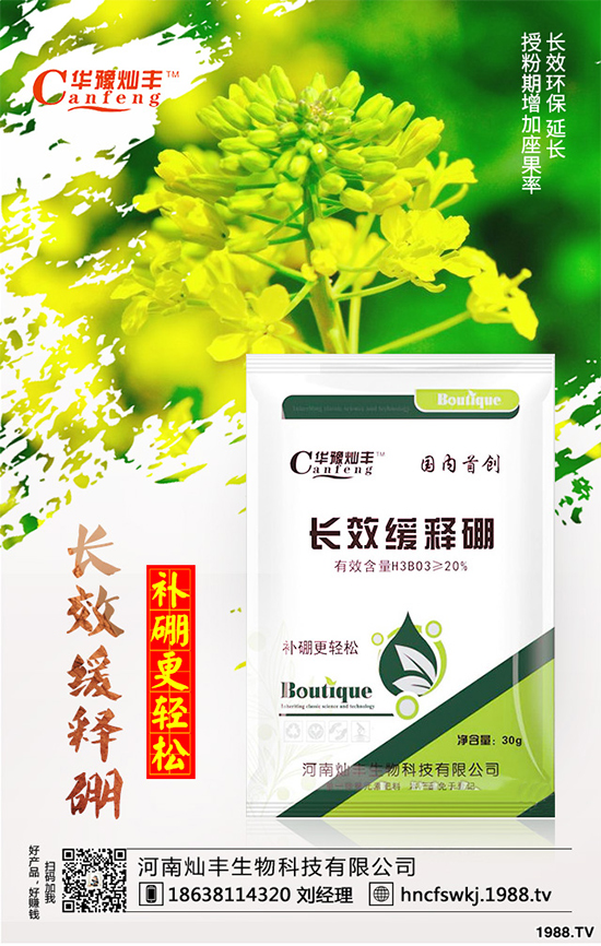 甘藍(lán)立枯病來(lái)襲,到底該如何防治?甘藍(lán)立枯病防治措施