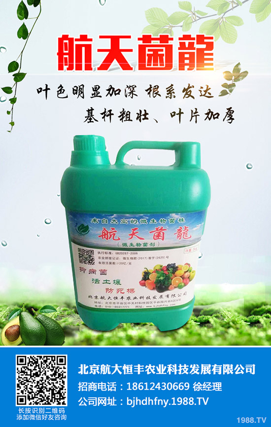 佛手瓜的種植方法有哪些？佛手瓜如何種植易高產(chǎn)？