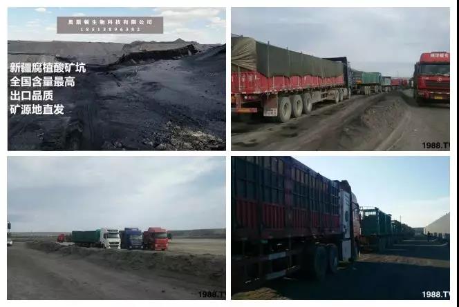 礦源黃腐酸鉀——精品肥!1公斤=8噸有機(jī)肥!新疆源頭直發(fā)?。?!