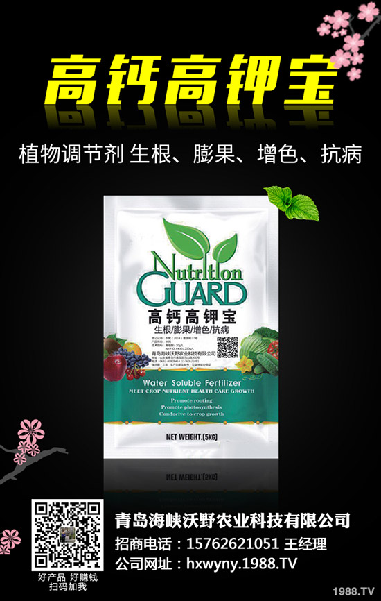 油葵種植前需要準備哪些工作,油葵種植技巧有哪些?