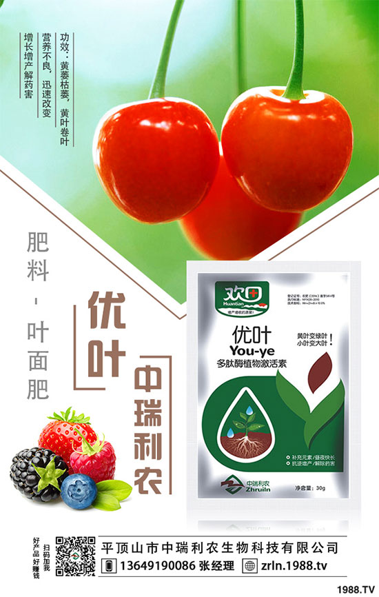 茶樹菇的栽培技術(shù)，茶樹菇的種植注意事項！