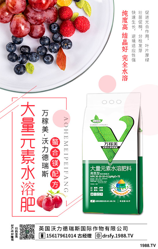 冬季該如何栽培馬鈴薯？七步輕松獲得高產(chǎn)