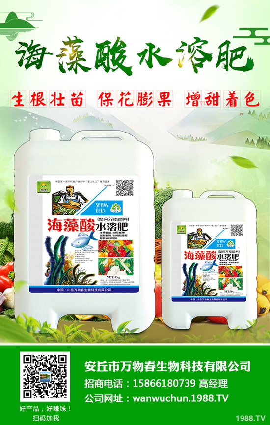 秋季如何種好大白菜？需要注意什么？