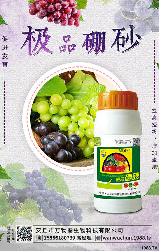 枸杞如何種植，枸杞種植條件有哪些？