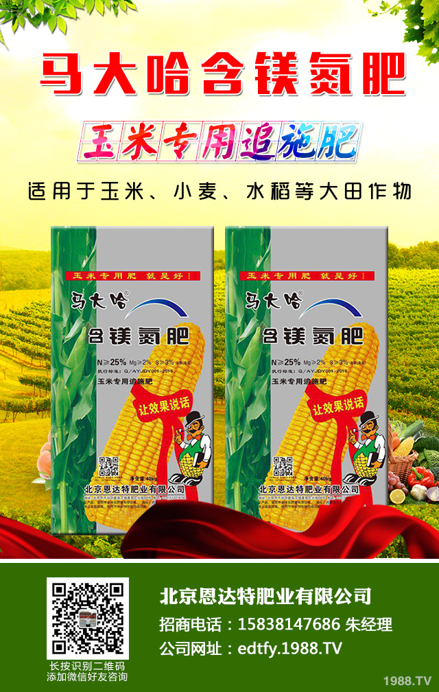 洋蔥返青期怎么管理？洋蔥返青期巧管理