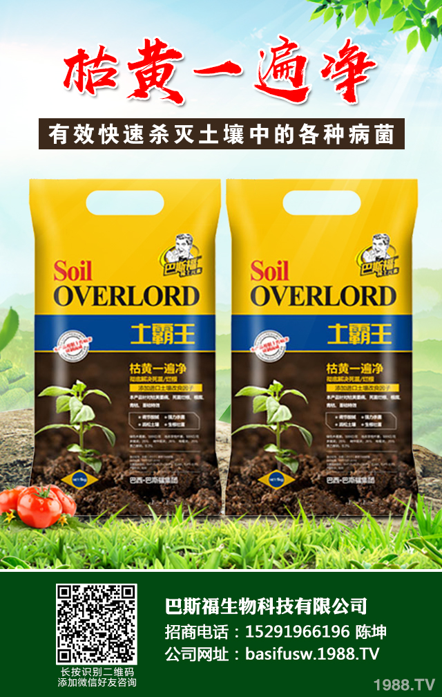 辣椒葉枯病怎樣防治？辣椒葉枯病防治技巧