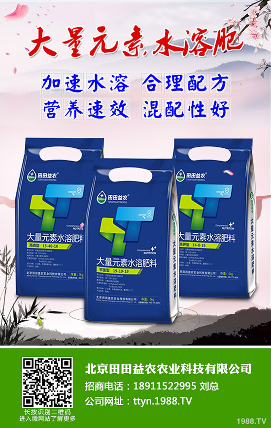 向日葵怎么種，向日葵高產(chǎn)管理技術(shù)有哪些？