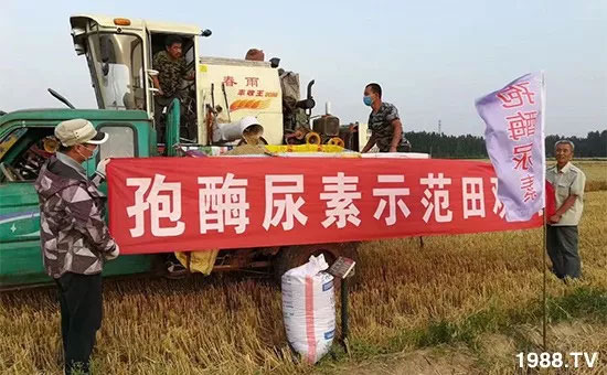 速看！小麥畝產(chǎn)1471斤，雙酶尿素全新升級，“高產(chǎn)王”當(dāng)之無愧！