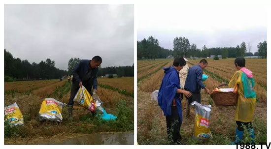 速看！小麥畝產(chǎn)1471斤，雙酶尿素全新升級，“高產(chǎn)王”當(dāng)之無愧！