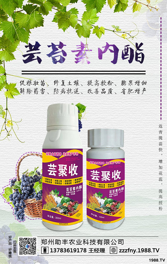 獼猴桃如何摘心，獼猴桃摘心有什么好處？