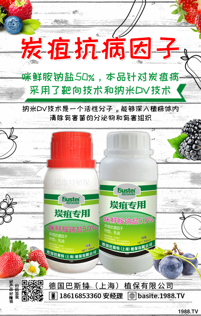 煙草炭疽病怎么辦？煙草炭疽病有效防治技巧