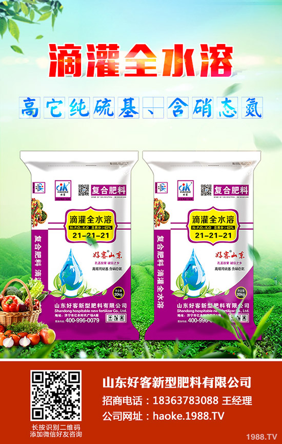 甜瓜怎樣管理，甜瓜高效管理栽培！