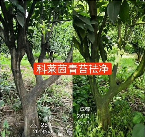 神奇除青苔劑！，不反彈！干凈，青苔無蹤！