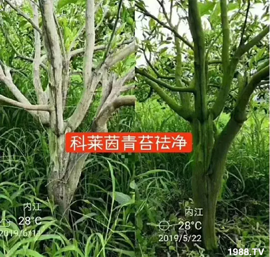 神奇除青苔劑！，不反彈！干凈，青苔無蹤！