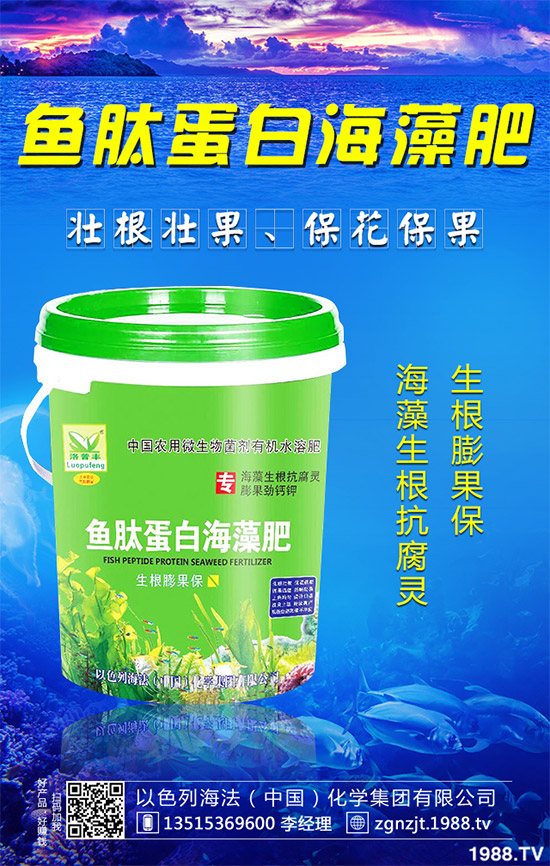芹菜病毒病有哪些危害？該如何防治？芹菜病毒病的危害與防治