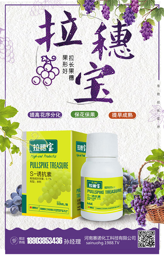 洋蔥什么時間種植？洋蔥的品種及高產(chǎn)種植方法！