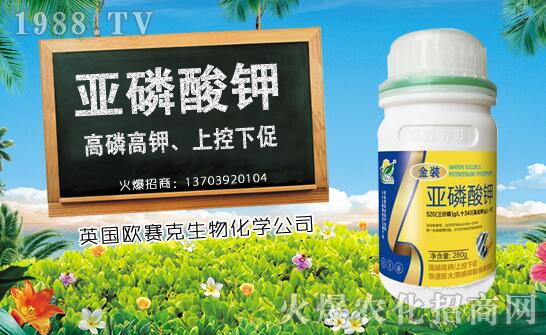 木瓜什么時(shí)候種植？木瓜種植時(shí)間及種植技術(shù)要點(diǎn)！