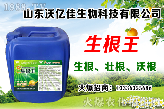 影響草莓花芽分化因素有哪些？草莓花芽分化期與定植管理要點！