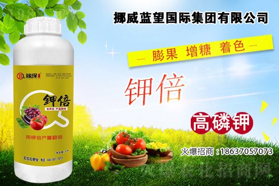 西紅柿著色差，快看是不是這些原因！西紅柿著色措施