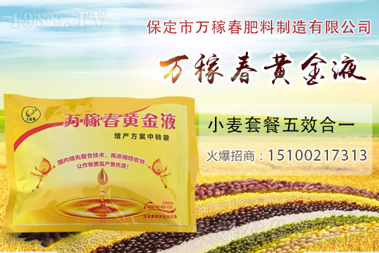 種植大蒜為什么要覆蓋地膜?地膜大蒜高產(chǎn)栽培及注意事項!