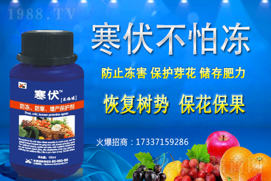 小麥凍害發(fā)生后該怎么辦？補救措施有哪些？小麥凍害和藥害如何區(qū)分？