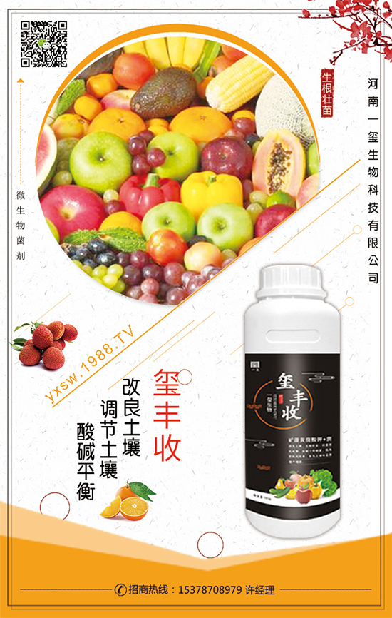 空心菜什么時間栽培？空心菜的栽培要點！