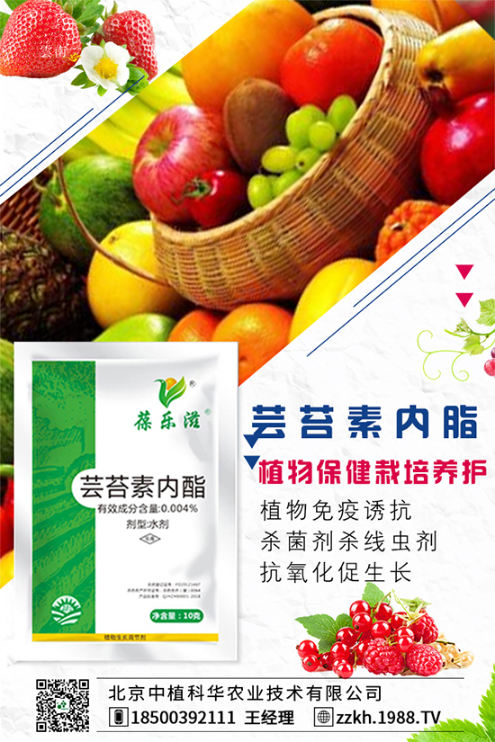 枸杞要怎么種植？枸杞水肥管理要點(diǎn)！