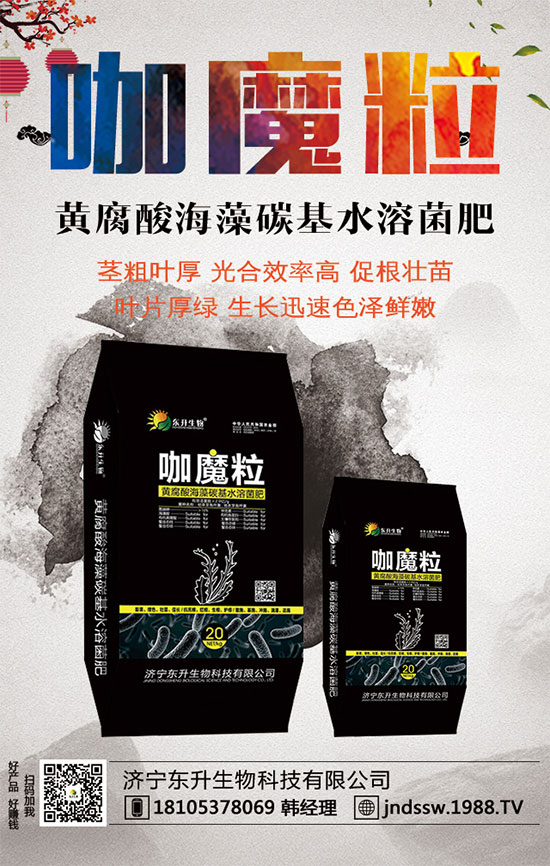 小香芹什么間種植時？小香芹種植方法要點！