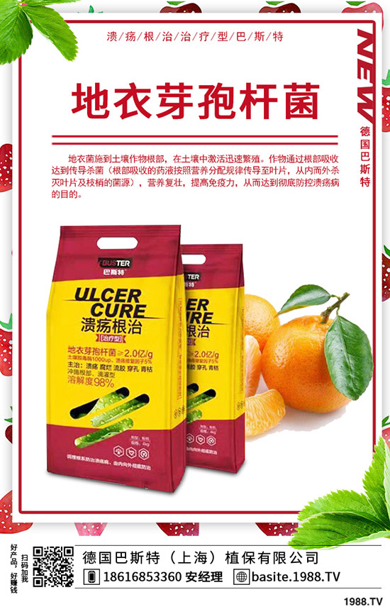  香椿怎么種植，種植密度該多大？香椿苗種植方法！