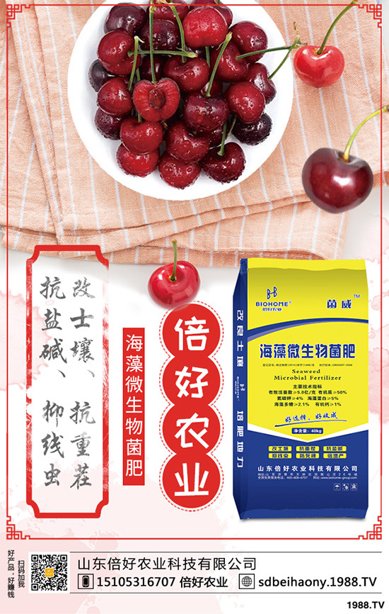 棉花的生長周期多少天?棉花生長各個時期的表現(xiàn)有哪些?