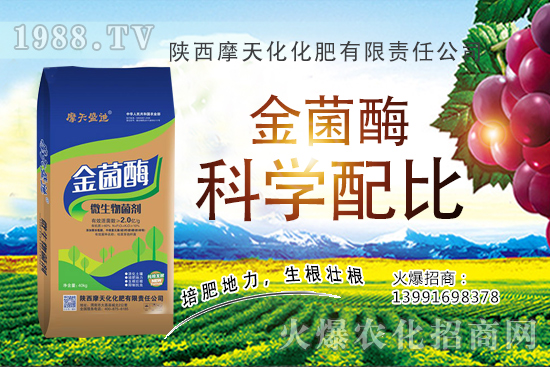 2020生姜種植前景怎么樣？生姜種子多少錢一斤？