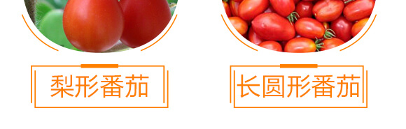 番茄專用紅滿架-麗美澤-中農(nóng)恒大_10