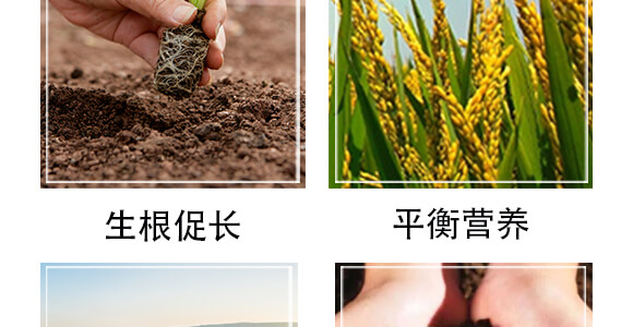 黃腐酸生物有機肥料-小黑力-農(nóng)佳一_06