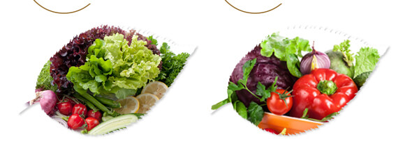 中藥材營養(yǎng)快補(bǔ)-含腐植酸水溶肥-北美農(nóng)大_07