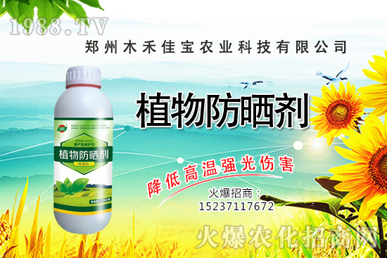 香樟樹種植栽培要點(diǎn)有哪些，香樟樹移栽方法！