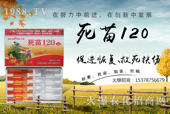 蔬菜種植不長根,緩苗慢,死苗爛根?學(xué)會(huì)這些方法,蔬菜死苗爛根都不怕!