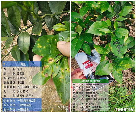 好產(chǎn)品好作用，“一璽生物”微生物菌劑“幗璽”客戶真實反饋！