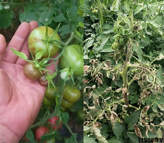 病毒病是如何發(fā)生的？有沒有好的防治措施？做好這幾個方面還有救！