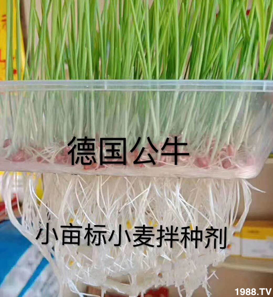 小麥拌種促增產(chǎn)，小麥拌種劑如何選呢？小麥拌種劑品牌選擇！