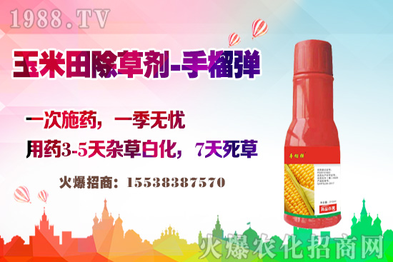 玉米田除草有講究，玉米除草劑這樣打，不長雜草不傷苗！