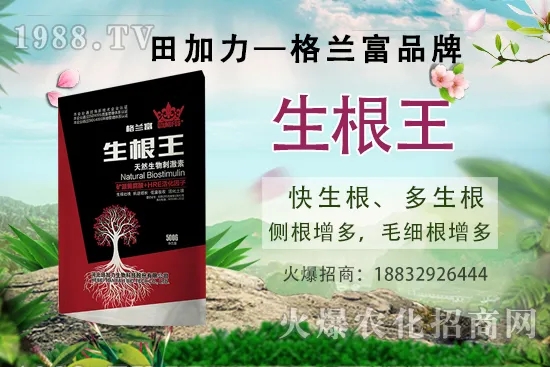 名貴中藥天麻的生長(zhǎng)環(huán)境，天麻的品種及種植前景如何？