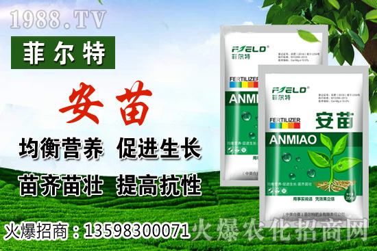 燈籠果生長對環(huán)境的要求，燈籠果種植及采收技術(shù)！