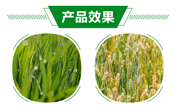 薊馬、跳甲生物制劑-薊甲3號-悅地豐生物_05