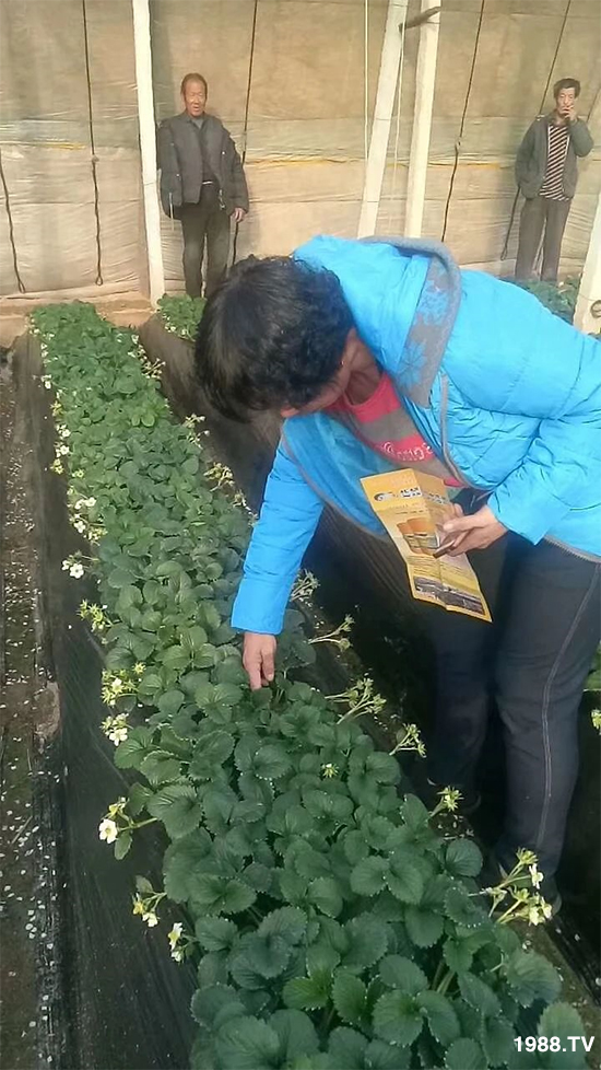 水溶肥市場大變革??？海藻精、魚蛋白將被它代替！1000多用戶鼎力推薦！